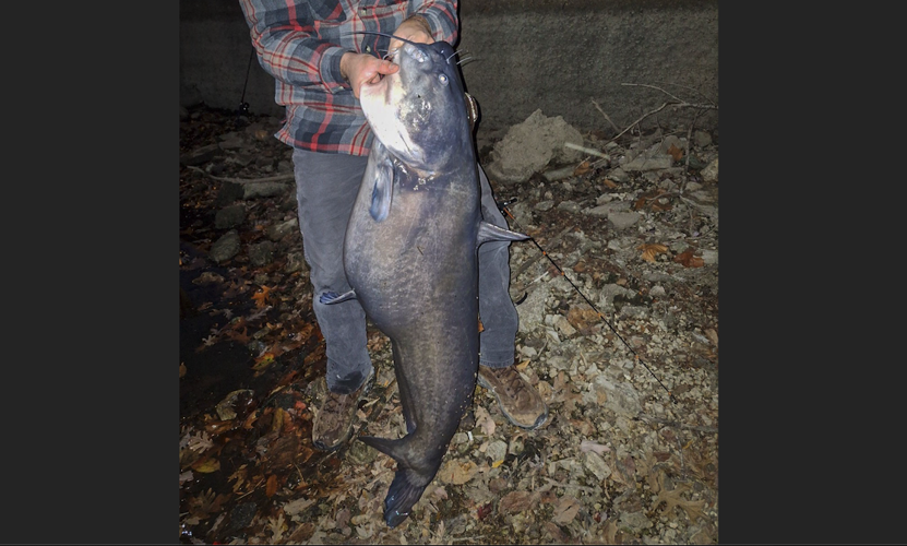 Big one I caught in a lake in Missouri! : r/catfishing