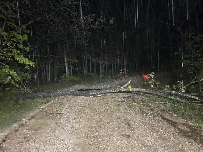 Downed Tree - Andrew Renken.jpg