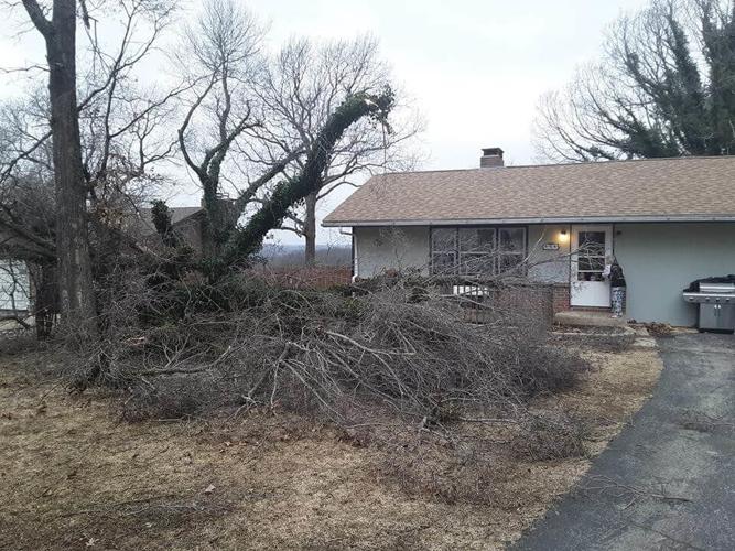 Tree Blown Over By High Winds
