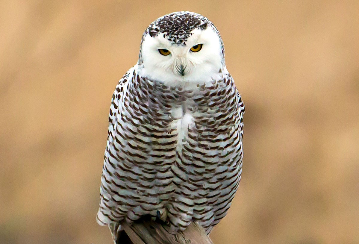 Rare Snowy Owl Spotted Near Lake Of The Ozarks | Lake of the Ozarks ...