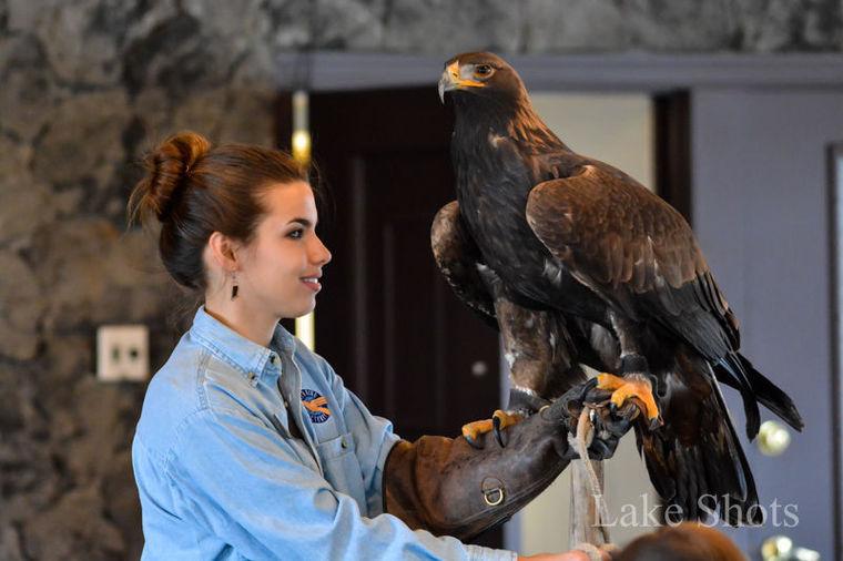 Eagle Days At Lake Of The Ozarks Upcoming Events Lakeexpo Com
