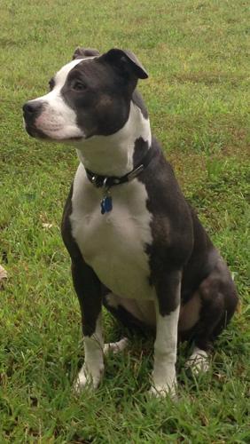 American Staffordshire Terrier