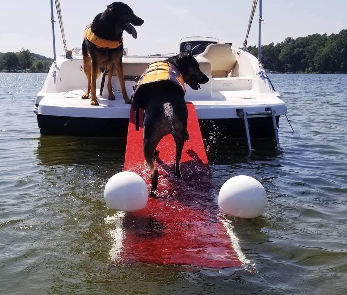 Boat Ramp For Your Dog: The Best Ones To Buy, And One You Can DIY