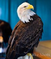 Eagle Days soon swooping into the Lake area