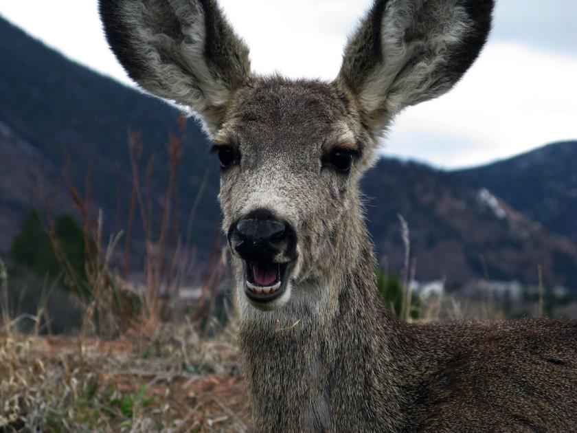 The Wildest Deer Stories From Lake Of The Ozarks - Lake Expo
