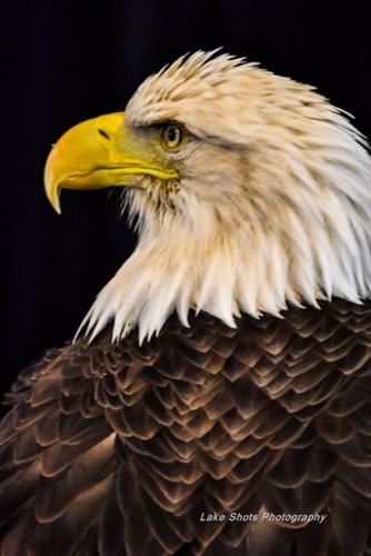 EagleDays2017 161.jpg