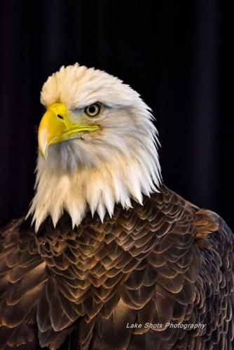 EagleDays2017 165.jpg