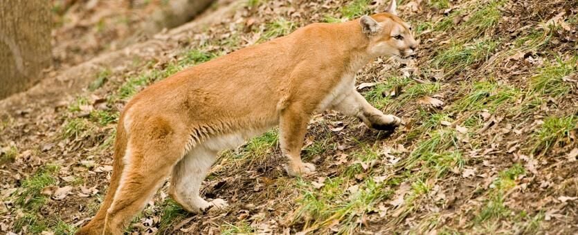 Mountain Lion