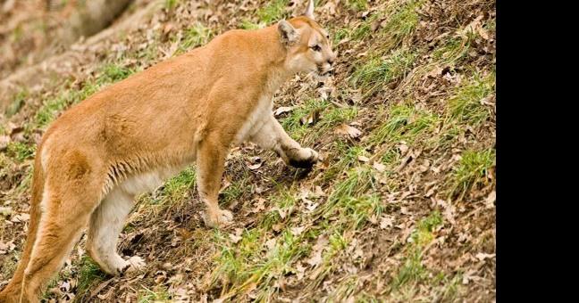 Possible mountain lion sightings reported in Woodbridge