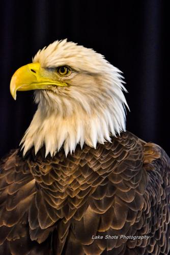 EagleDays2017 170.jpg