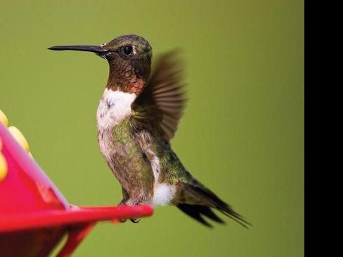 Opinion Tips For A Successful Hummingbird Feeder Lake Of The