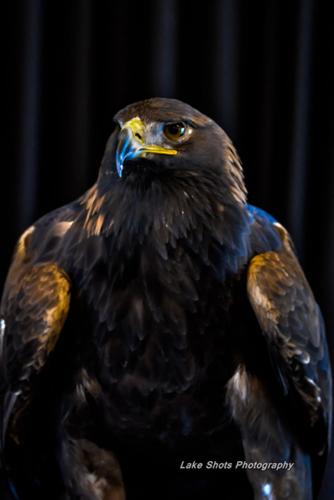EagleDays2017 181.jpg