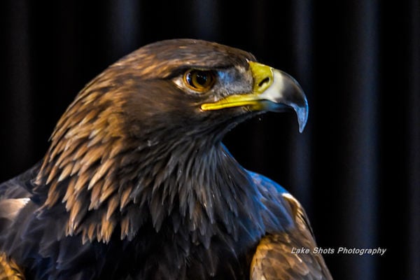 EagleDays2017 183-2.jpg