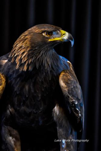 EagleDays2017 183.jpg