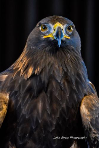 EagleDays2017 190.jpg