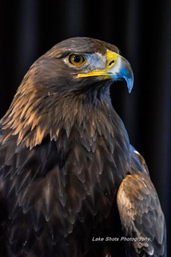 EagleDays2017 192.jpg