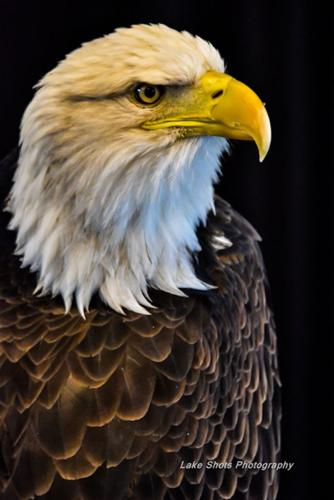 EagleDays2017 196.jpg