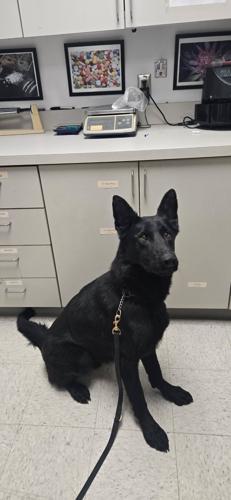 K9 Shadow finds fentanyl.jpg