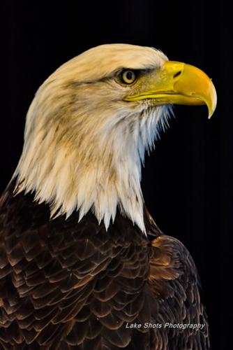 EagleDays2017 213.jpg