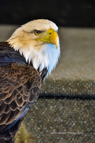 EagleDays2017 244.jpg