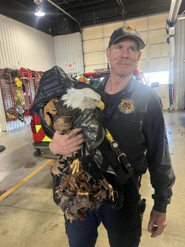 Bald Eagle Rescued By Lake Area Firefighters Dies The Next Day