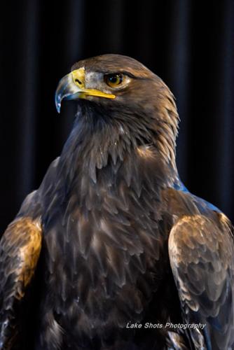 EagleDays2017 265.jpg
