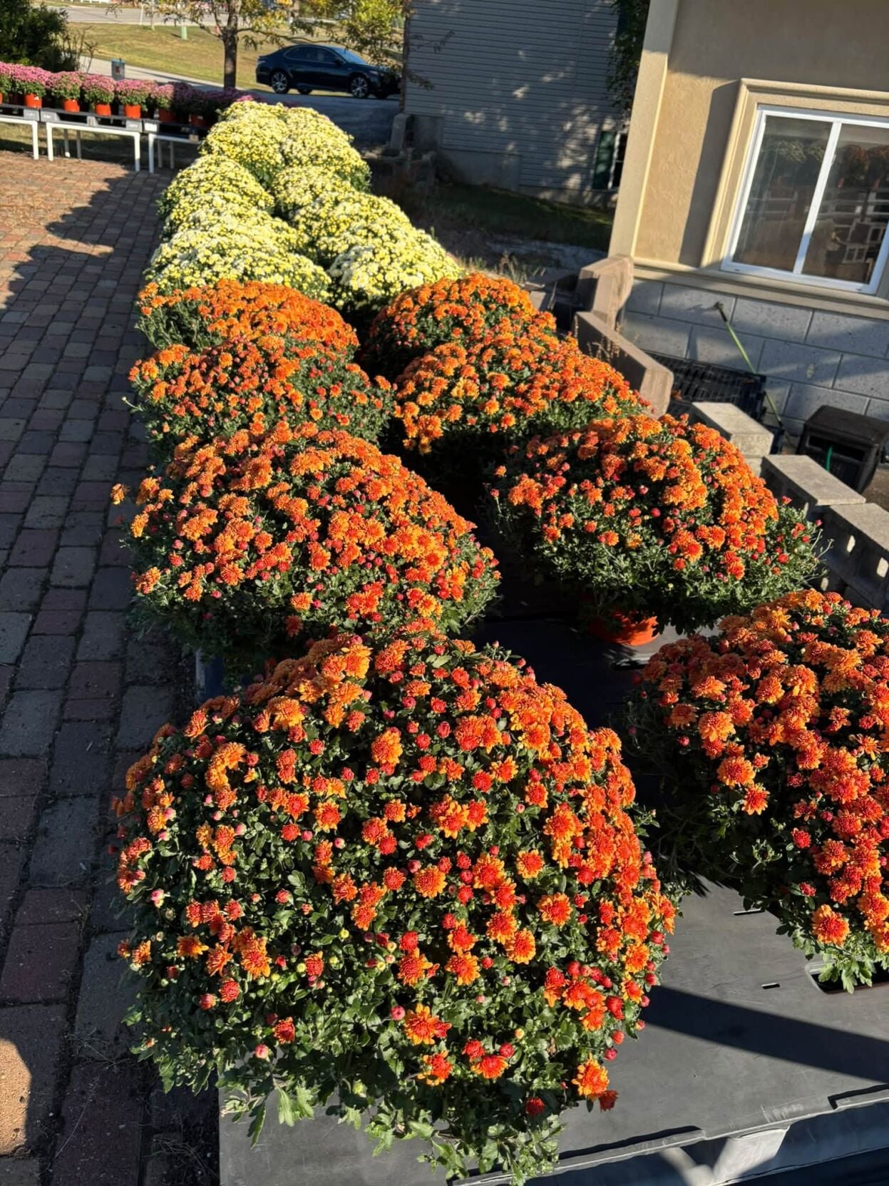 Gifted Gardens mums.jpg