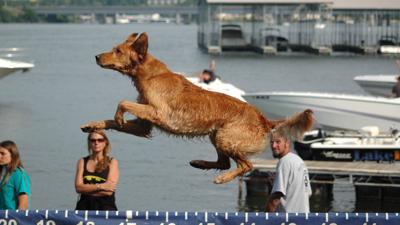 Soaring At Canine Cannonball