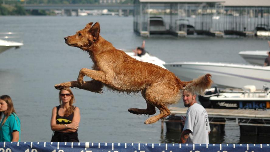 Soaring At Canine Cannonball