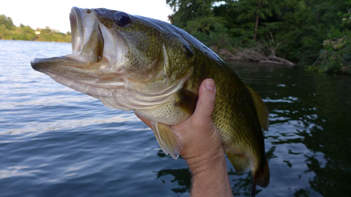 Bass Fishing