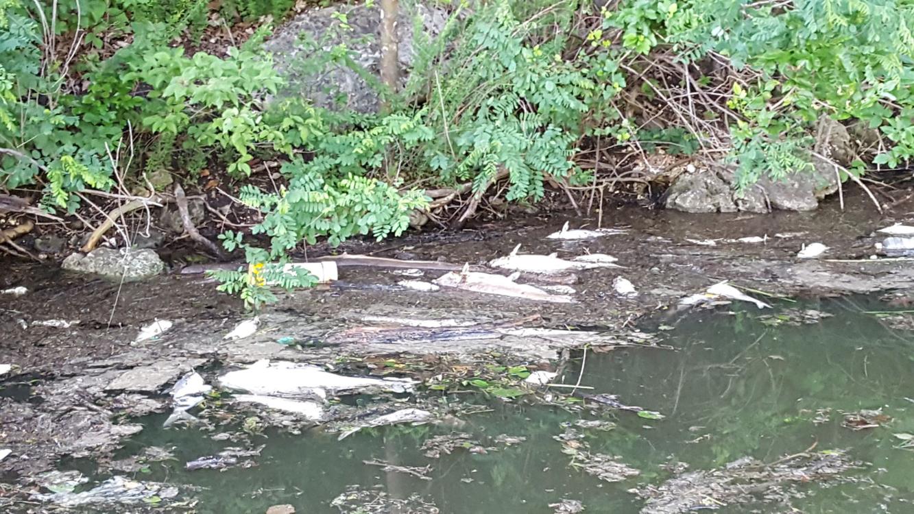 FISH KILL Biologists Explain Why Fish Are Dead By The Hundreds At Lake