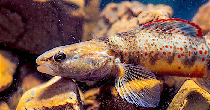 Millions Of Dollars To Save A Tiny Fish? Conservation Dept. Says ...