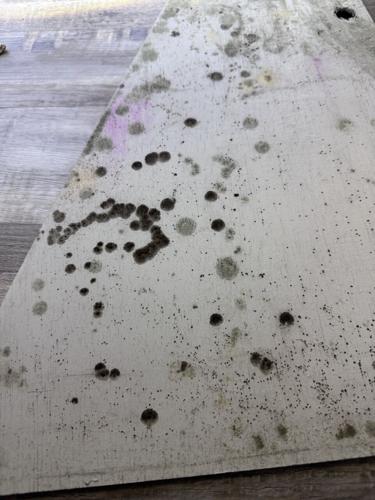 Mold On Drywall