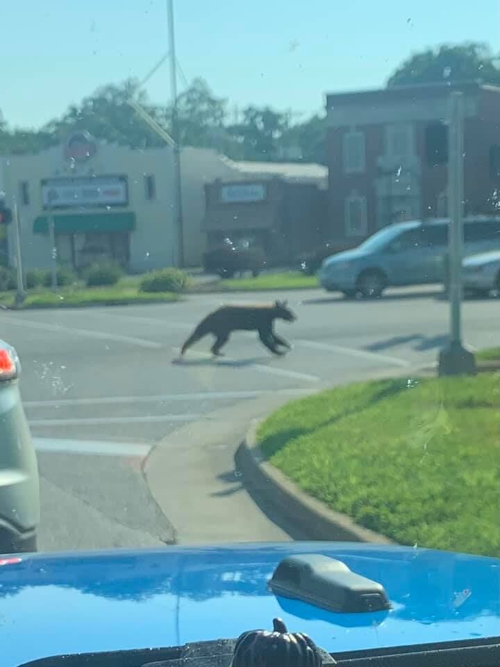 Bear On The Square! Sighting Surprises Camdenton Business Center Lake