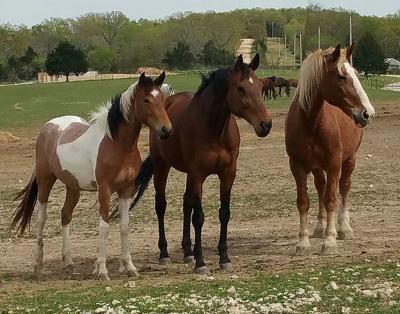 Missouri Forget-Me-Not Horses