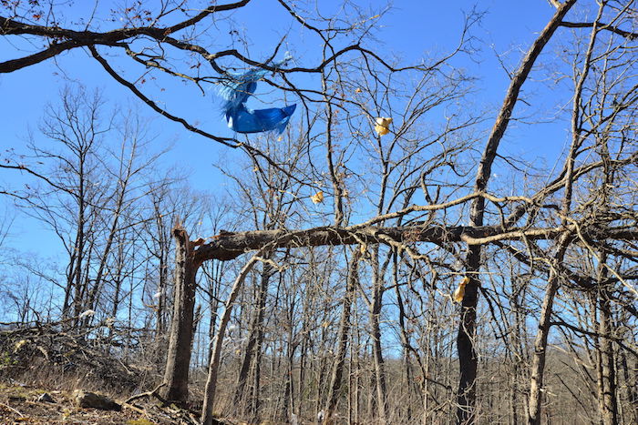 Tree Snapped By Tornado In Macks Creek