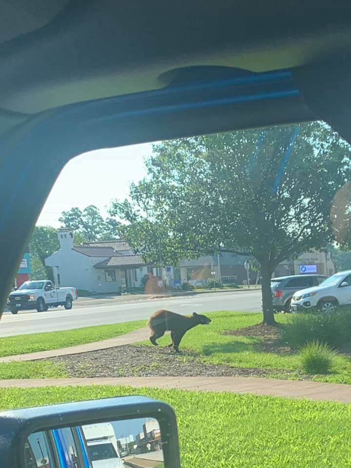 Bear On The Square! Sighting Surprises Camdenton Business Center Lake