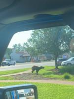 Bear On The Square! Sighting Surprises Camdenton Business Center