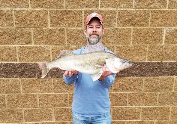 Lake of the ozarks walleye Clearance