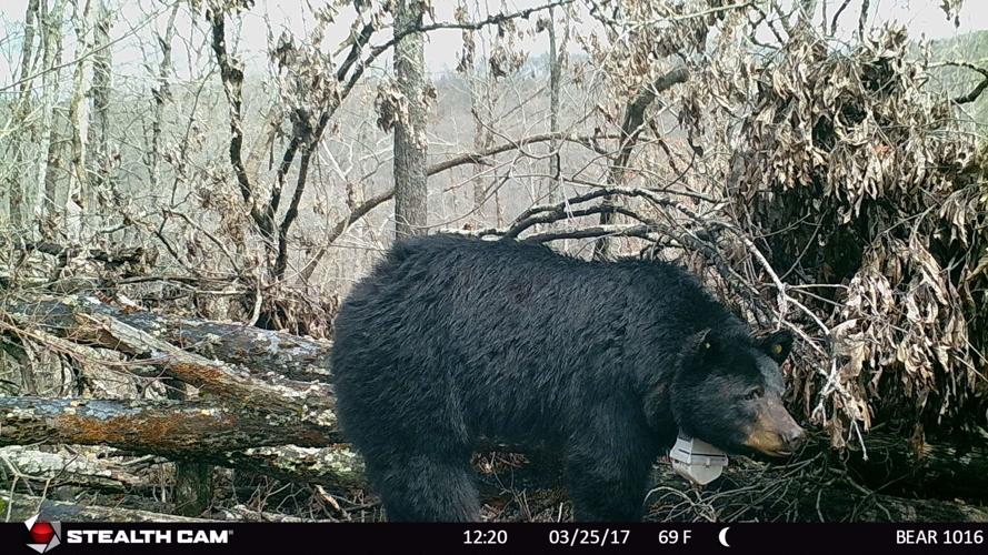 Collared Missouri Black Bear