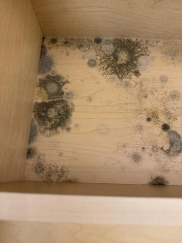 Mold In Lake Area Home