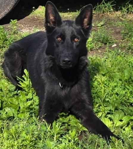 K-9 Shadow.jpg