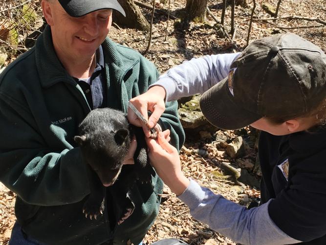 Missouri Department of Conservation Black Bear Research