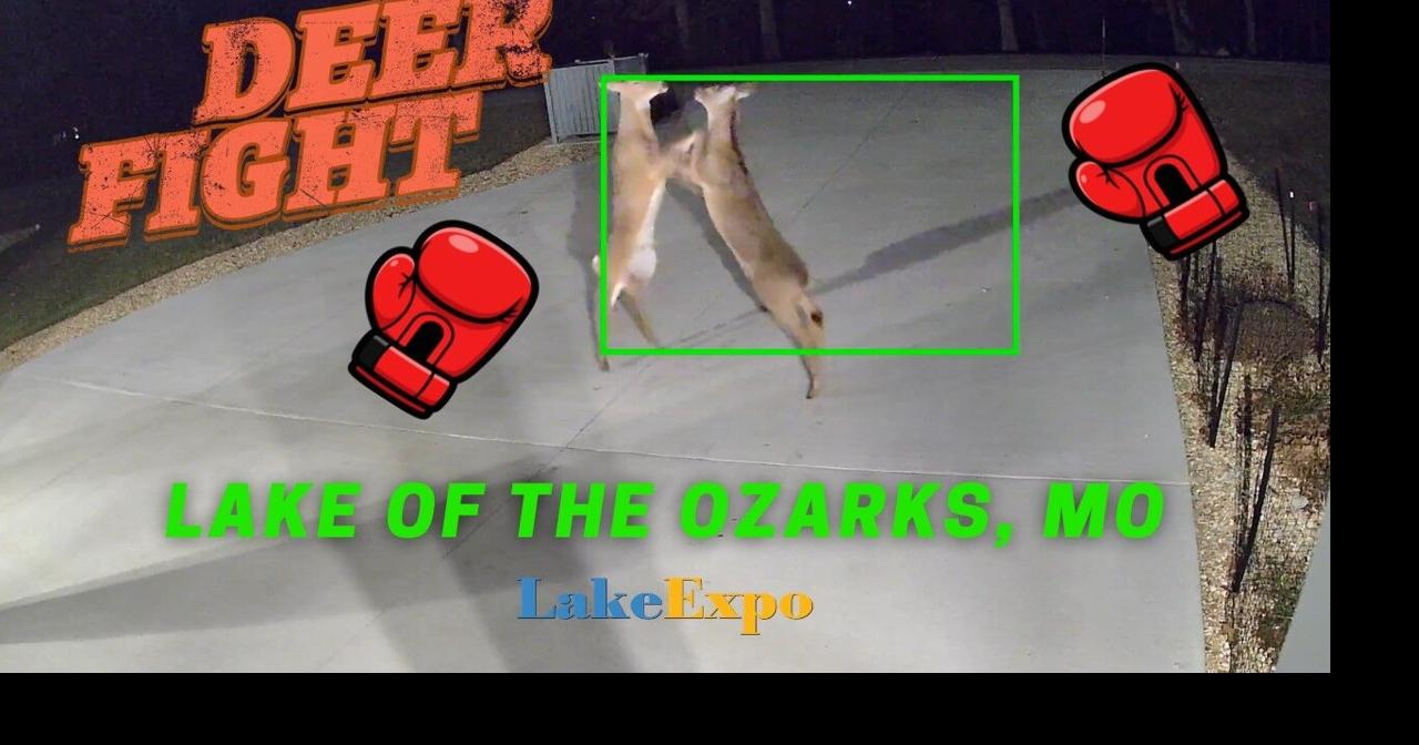 The Best Thing You've Seen All Day: This 46-Second Deer Fight | Lake of ...