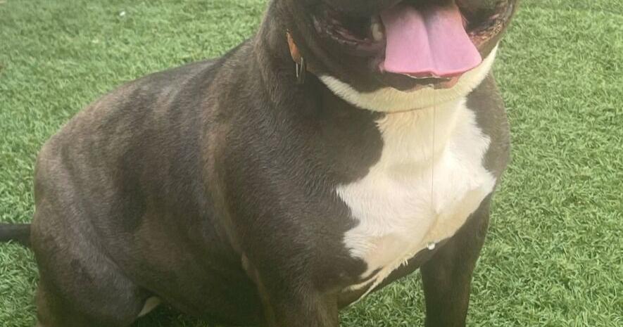 Console To Cause: quot NYE quot Gaming Event Supports Lake Area Pets In Need