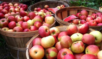 Westminster Apple Festival 2022