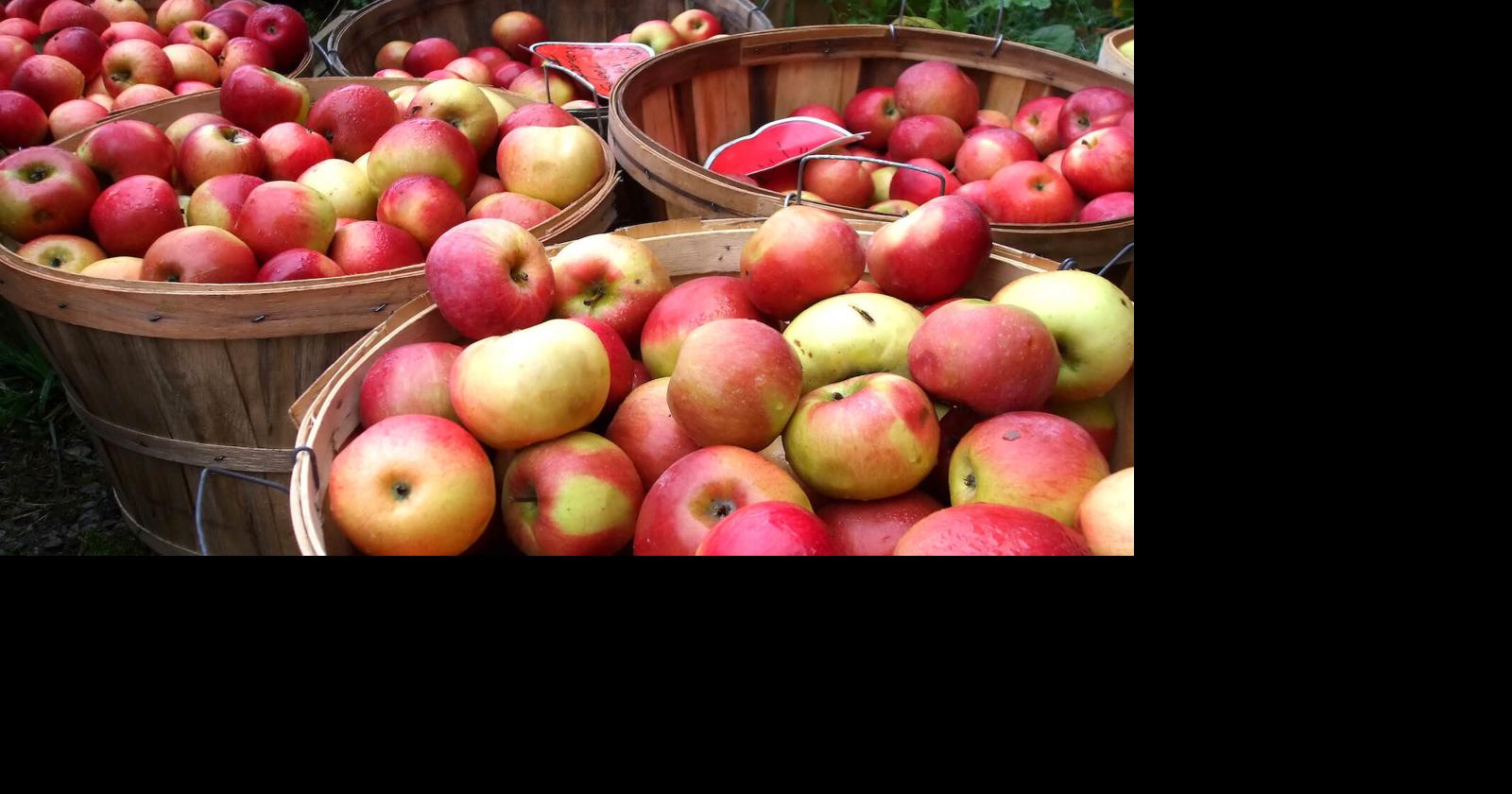 Versailles Apple Festival Is This Weekend, And Fall Weather Arrives