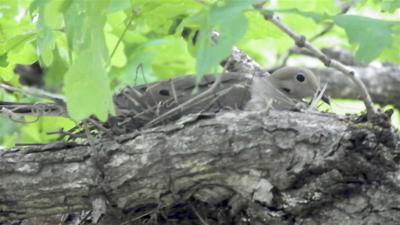 Dove On Her Nest