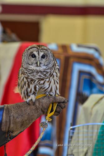EagleDays2017 299.jpg