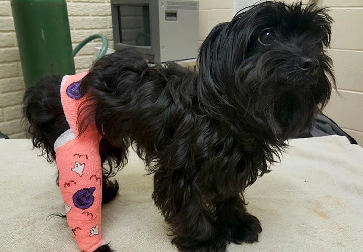 Maltese Recovering From A Snake Bite